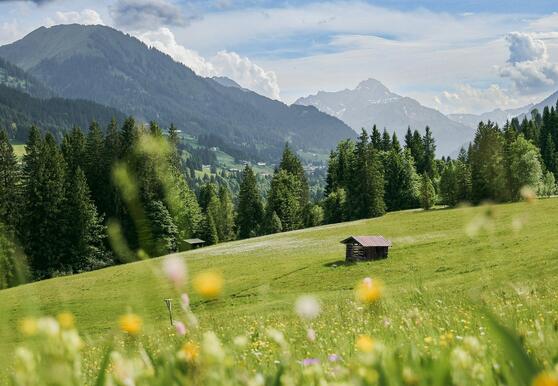 Het sprookjesachtige Beierse Woud