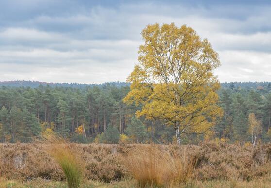 Veluwe in herfsttenue