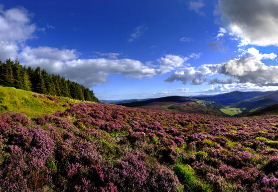Ierland