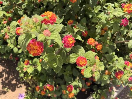 De Meibloem Madeira