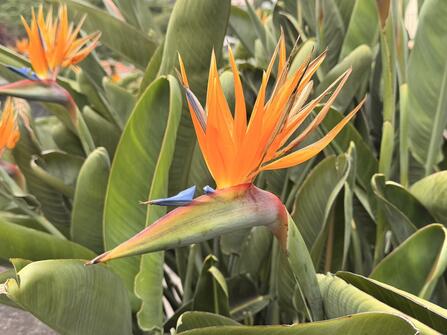 De Meibloem Madeira